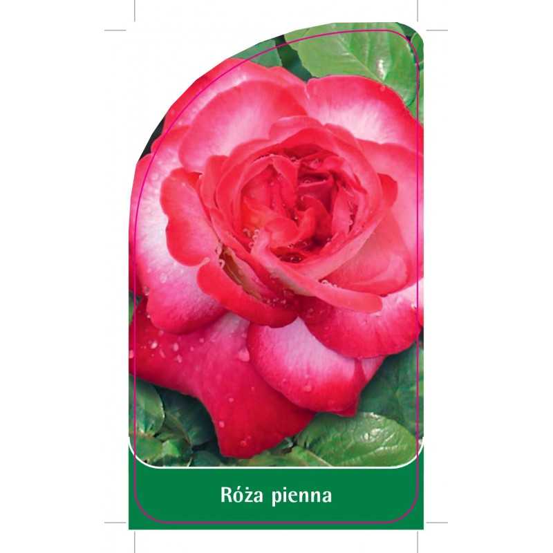 roza-pienna-851