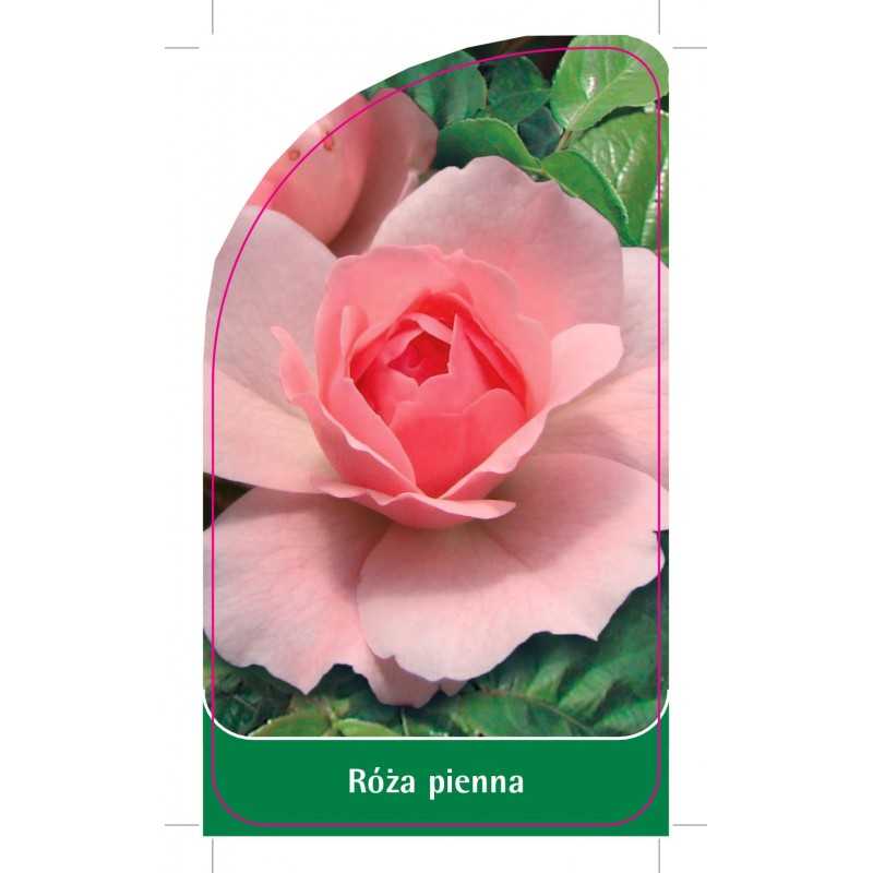 roza-pienna-811