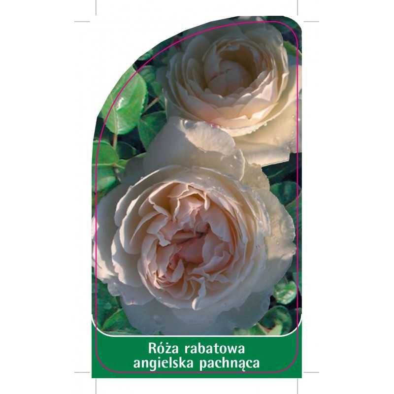 roza-rabatowa-angielska-pachnaca-r51