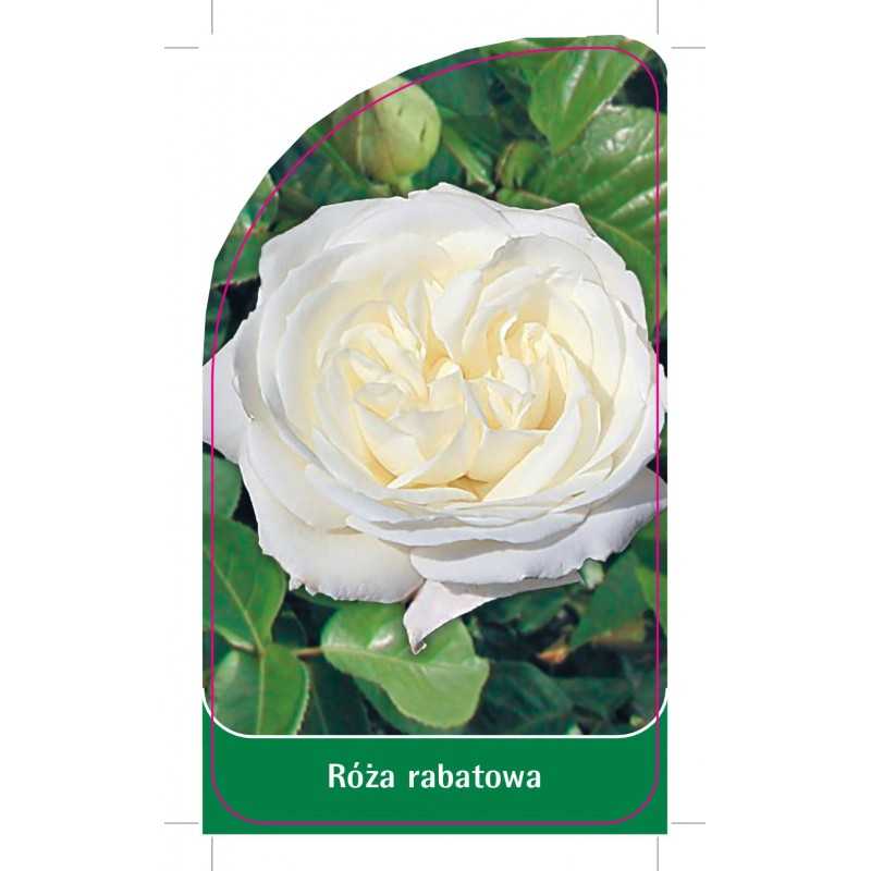 roza-rabatowa-r8-21