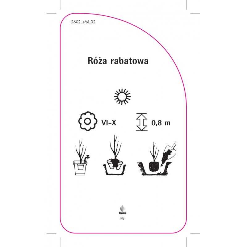 roza-rabatowa-r8-20