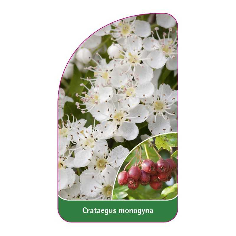 crataegus-monogyna1