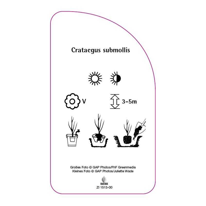 crataegus-submollis-0