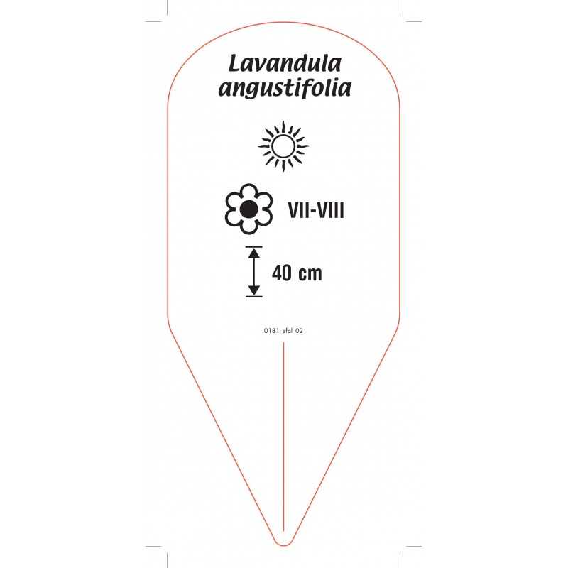 lavandula-angustifolia-b0