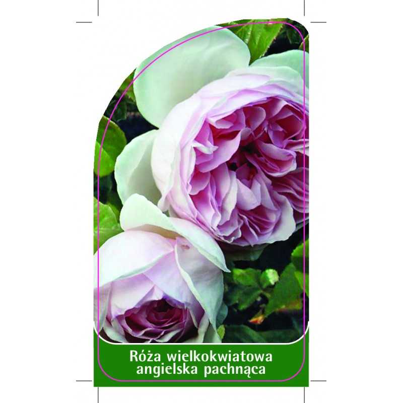 roza-wielkokwiatowa-angielska-pachnaca-w81
