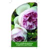 roza-wielkokwiatowa-angielska-pachnaca-w81