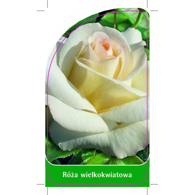 roza-wielkokwiatowa-w21