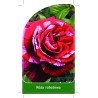 roza-rabatowa-r31