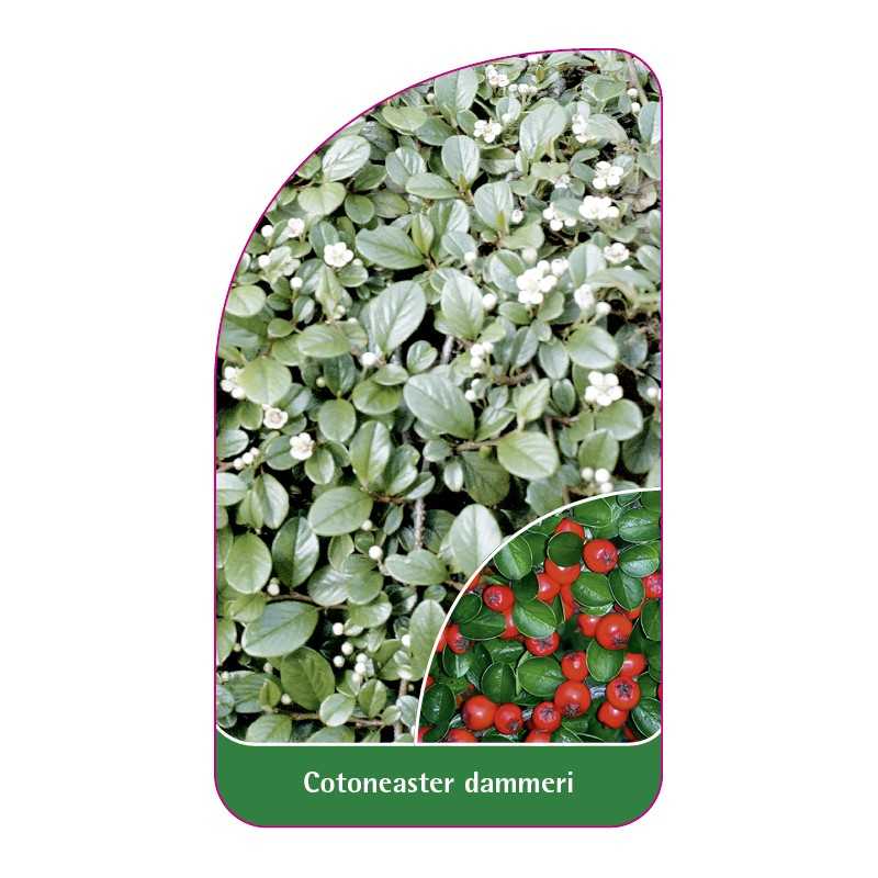 cotoneaster-dammeri1
