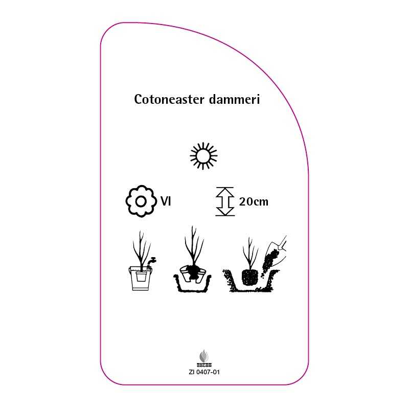 cotoneaster-dammeri0