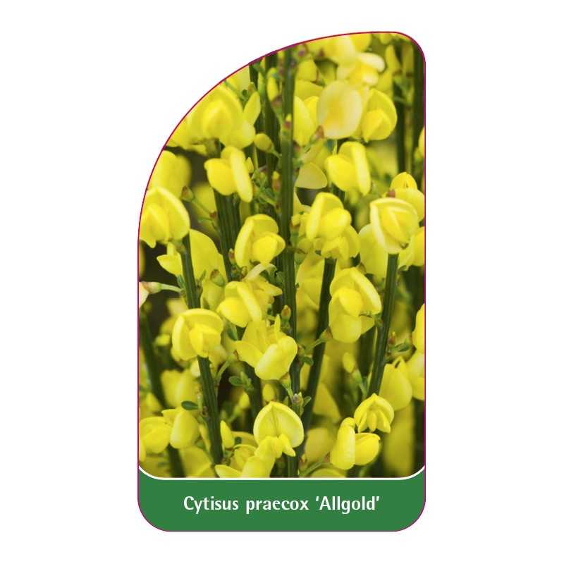 cytisus-praecox-allgold-1