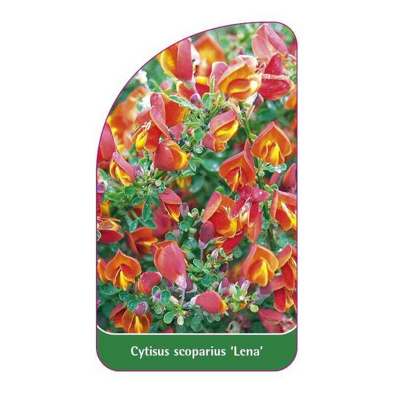 cytisus-scoparius-lena-1