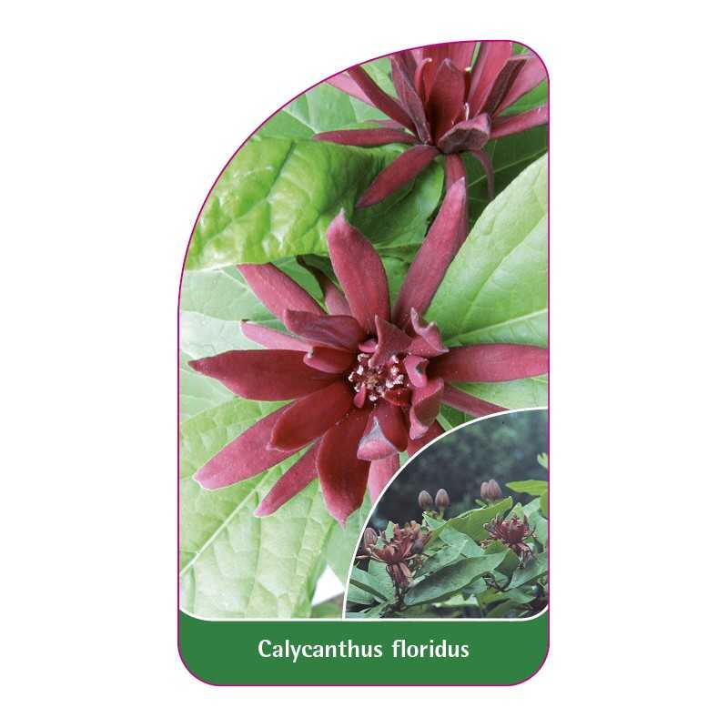 calycanthus-floridus1