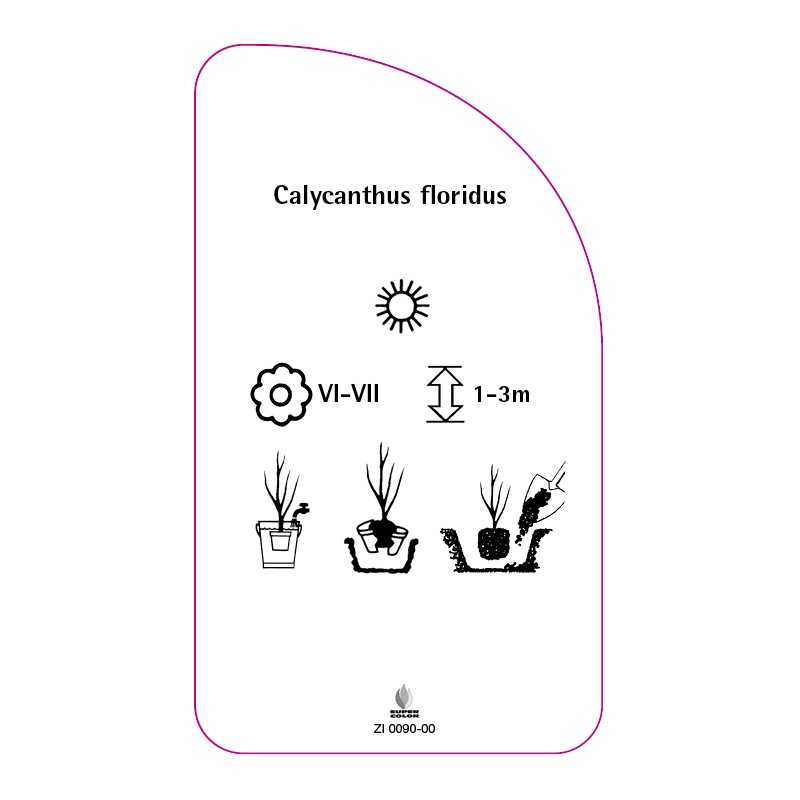 calycanthus-floridus0
