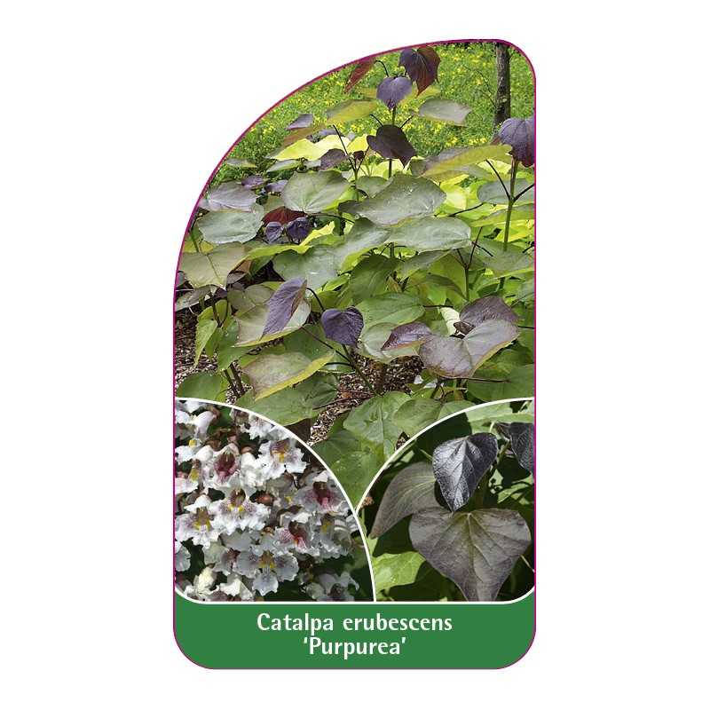 catalpa-erubescens-purpurea-b1