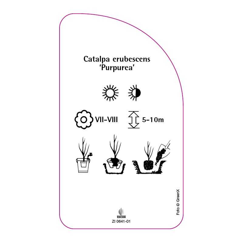 catalpa-erubescens-purpurea-b0