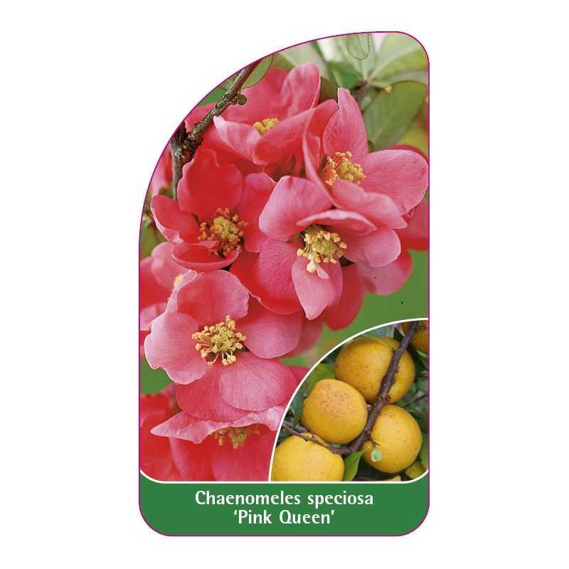 chaenomeles-speciosa-pink-queen-1