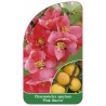 chaenomeles-speciosa-pink-queen-1