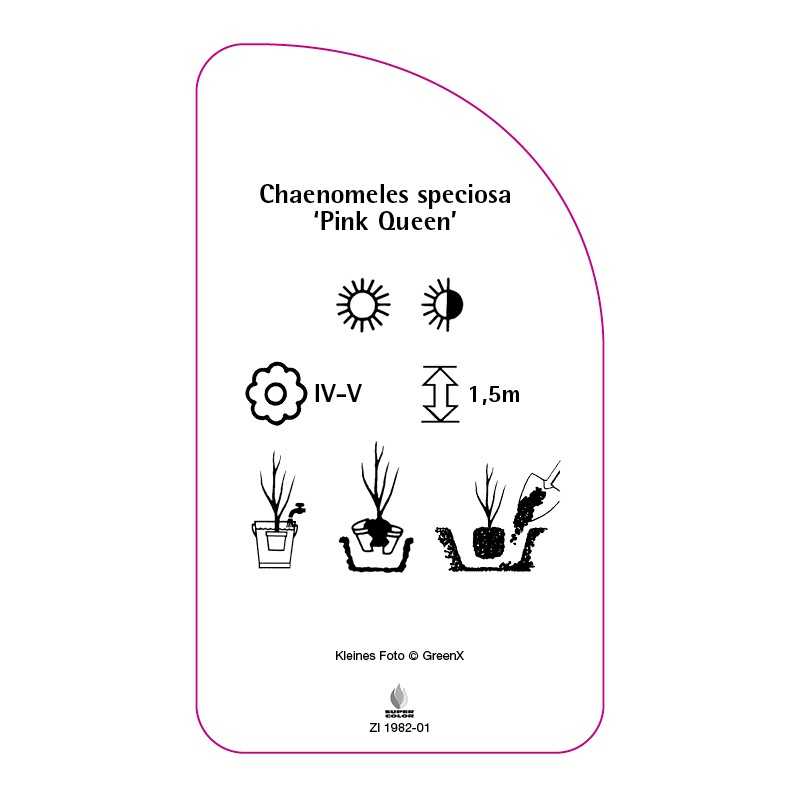 chaenomeles-speciosa-pink-queen-0