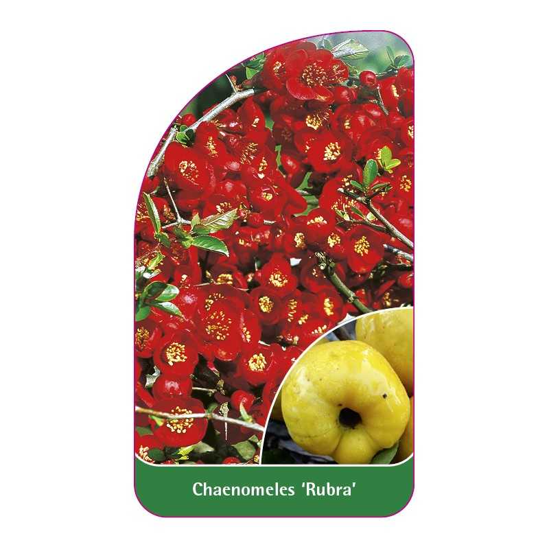 chaenomeles-japonica-rubra-1