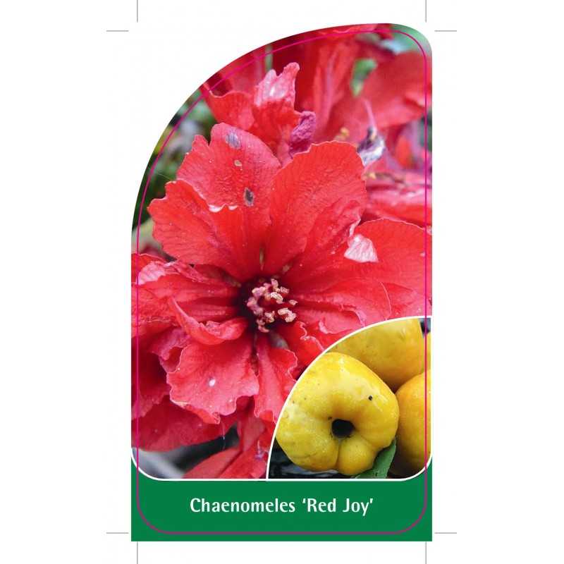 chaenomeles-red-joy-1