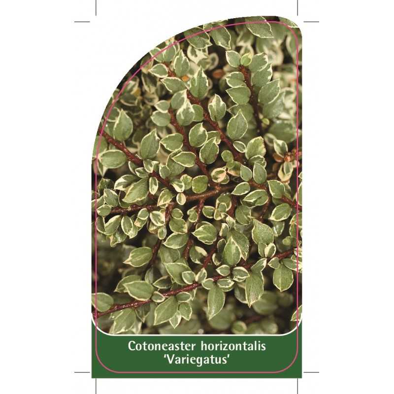 cotoneaster-horizontalis-variegatus-1