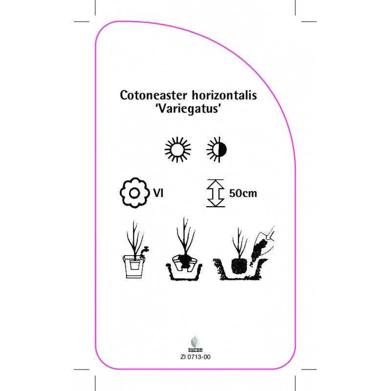 cotoneaster-horizontalis-variegatus-0
