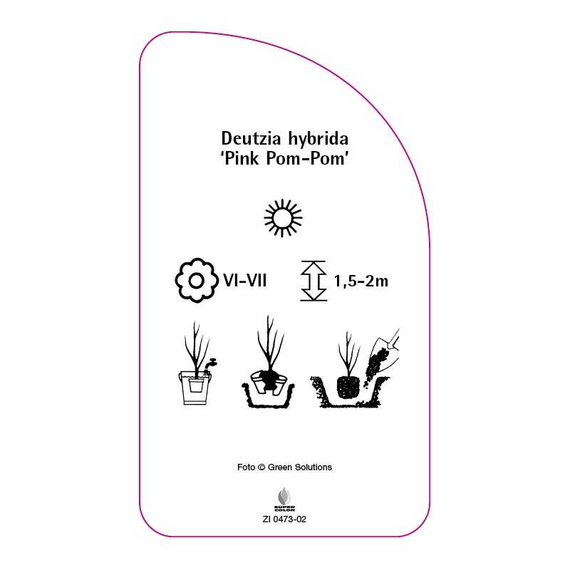 deutzia-hybrida-pink-pom-pom-0