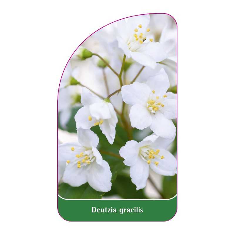 deutzia-gracilis1