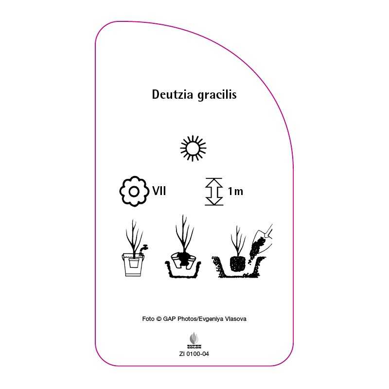 deutzia-gracilis0