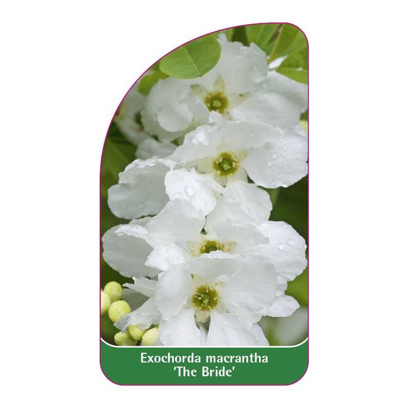 exochorda-macrantha-the-bride-1