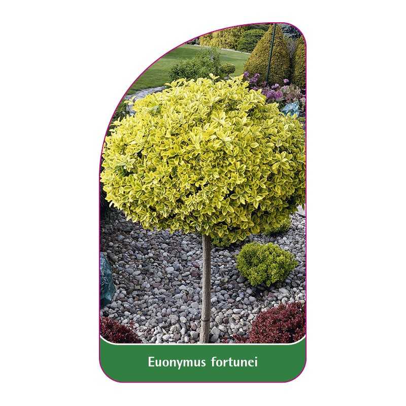 euonymus-fortunei-b1