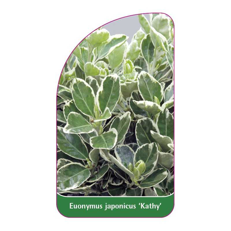 euonymus-japonicus-kathy-1