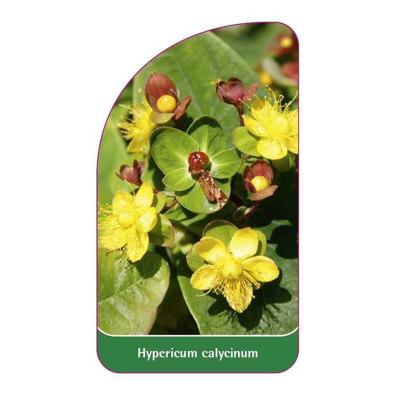 hypericum-calycinum-a1