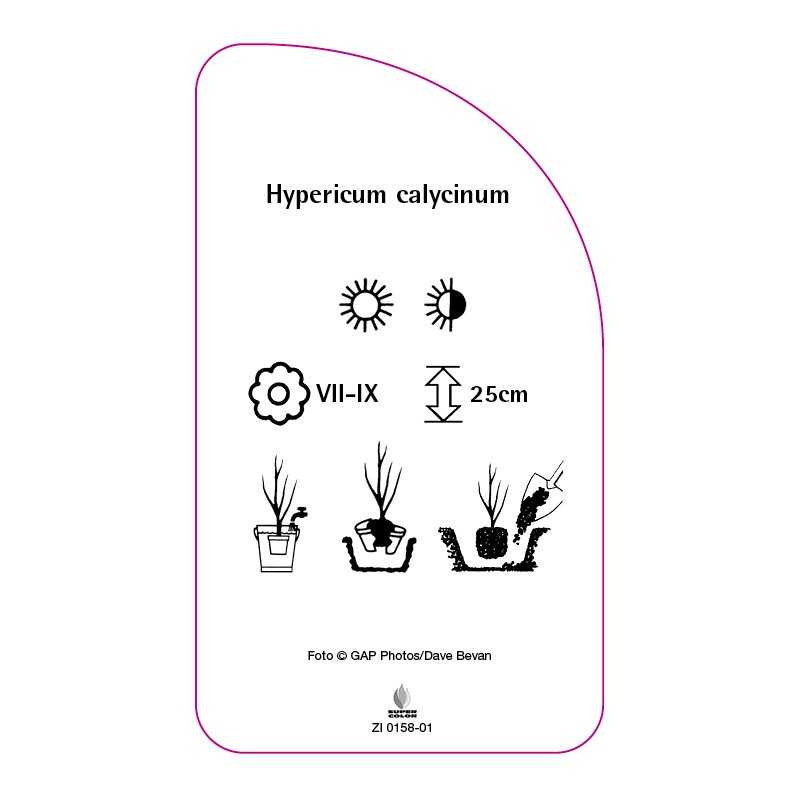 hypericum-calycinum-a0