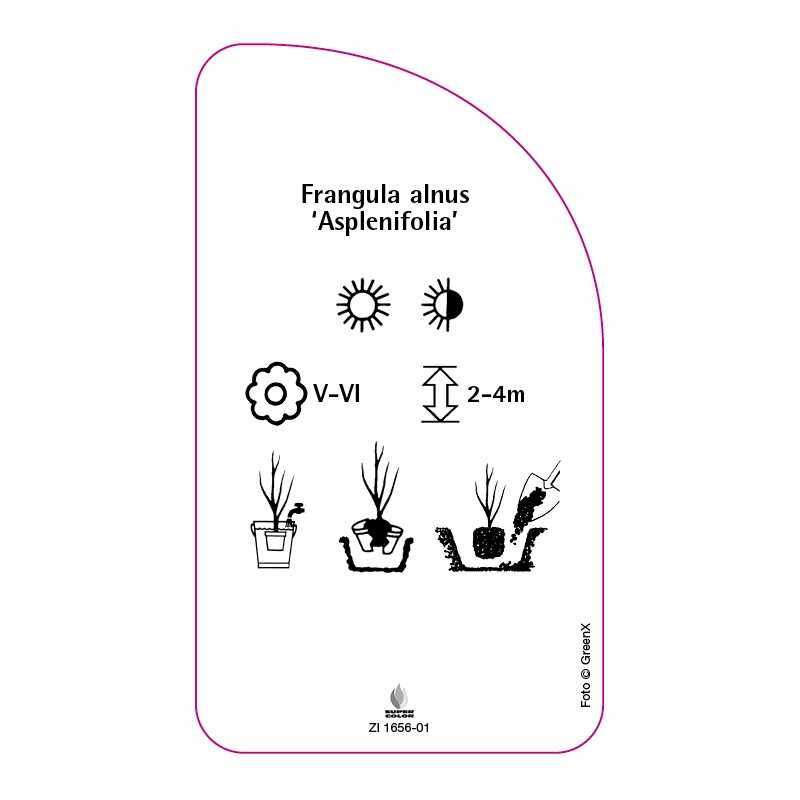 frangula-alnus-asplenifolia-0