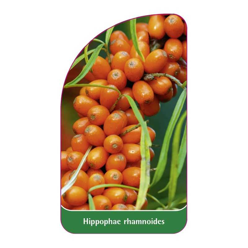 hippophae-rhamnoides-b1