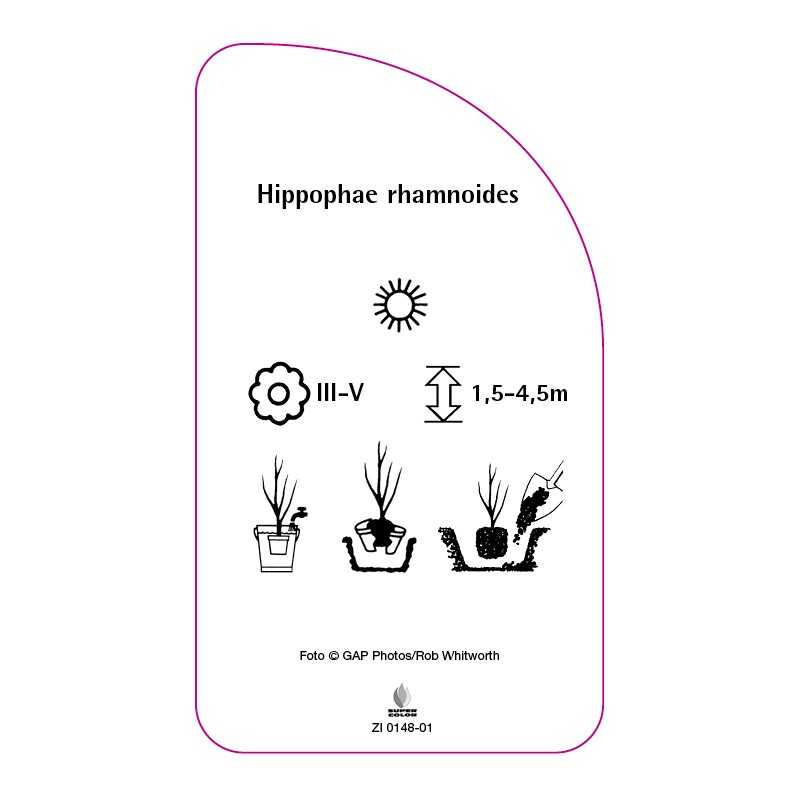 hippophae-rhamnoides-b0