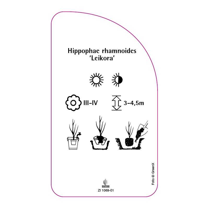 hippophae-rhamnoides-leikora0
