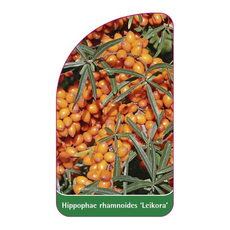 hippophae-rhamnoides-leikora1
