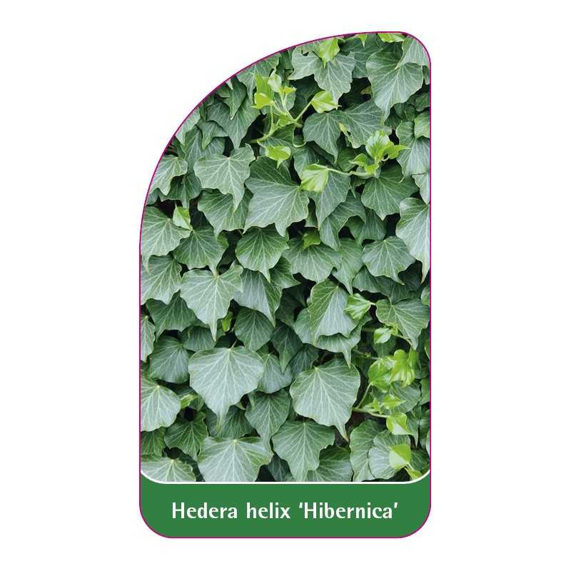 hedera-helix-hibernica-1