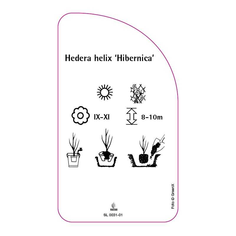 hedera-helix-hibernica-0