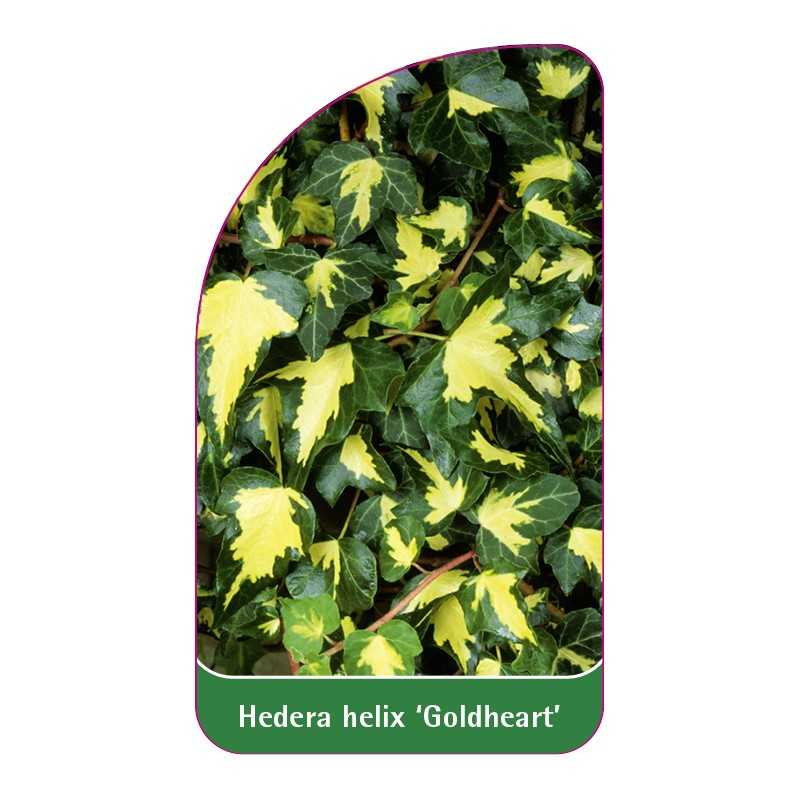hedera-helix-goldheart-1