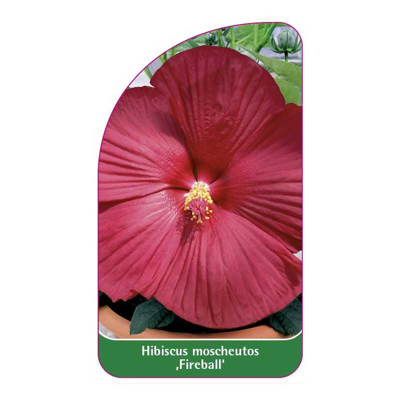 hibiscus-moscheutos-fireball-1