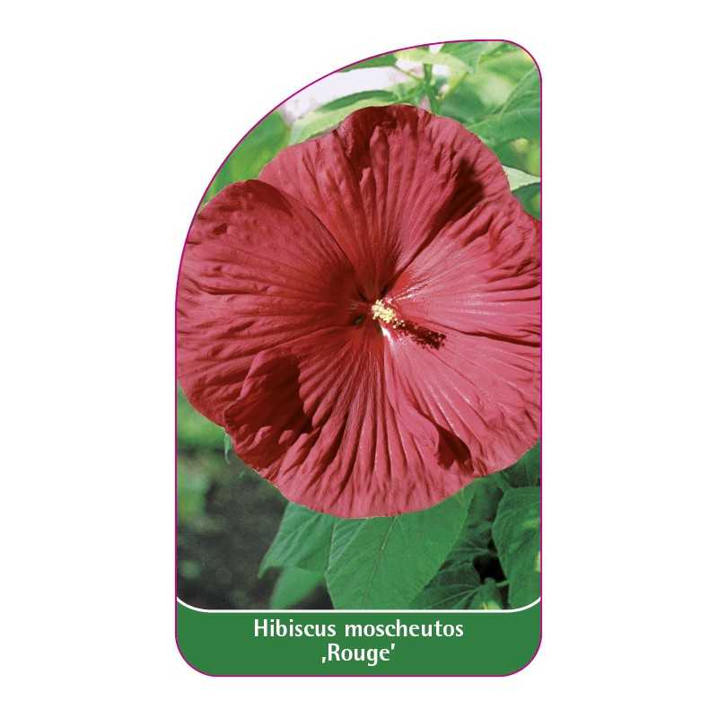 hibiscus-moscheutos-rouge-1