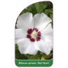 hibiscus-syriacus-red-heart-1