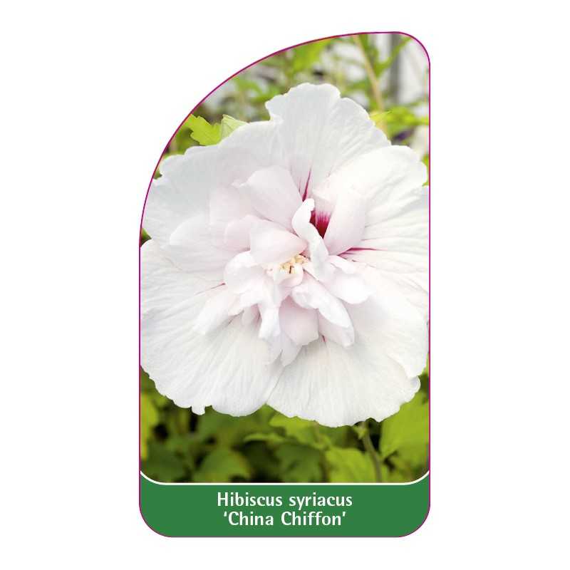 hibiscus-syriacus-china-chiffon-1