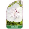 hibiscus-syriacus-china-chiffon-1