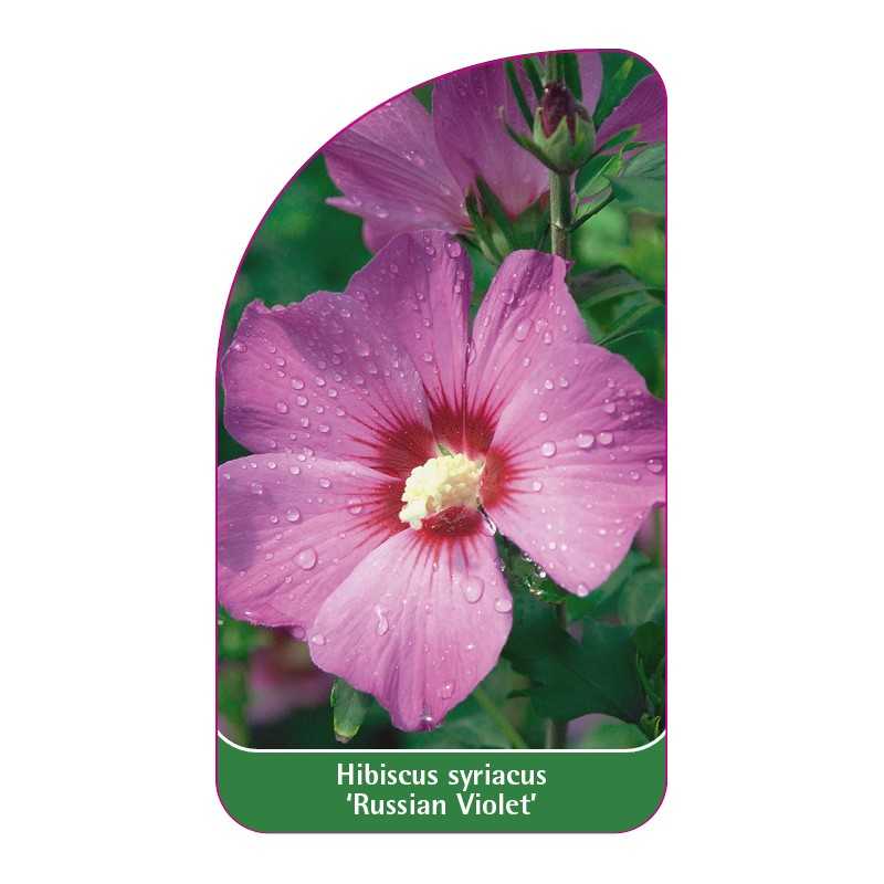 hibiscus-syriacus-russian-violet-a1