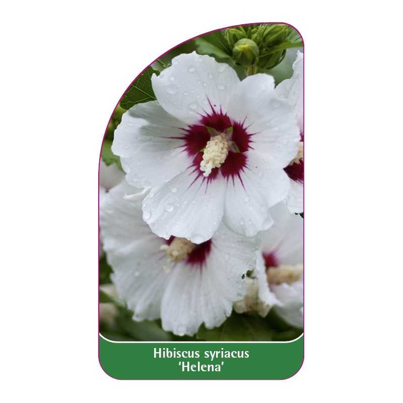 hibiscus-syriacus-helena-1